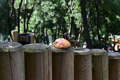 Close up of sparrow on wooden pole