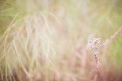 Close-up of flowering plant on field
