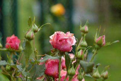 Close-up of pink flowers