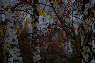 Close-up of flower tree