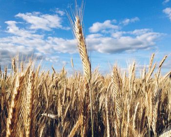 Close-up of wheat field against sky