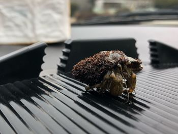 Close-up of crab on barbecue grill