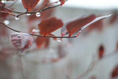 Macro shot of water drops on leaf