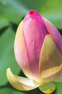 Close-up of pink lily