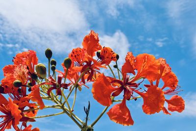 Low angle view of orange flowering plants against sky