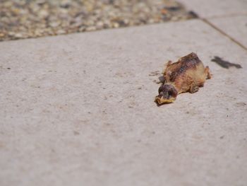 Close-up of crab on sand