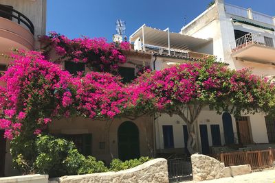 Exterior of flowers in town