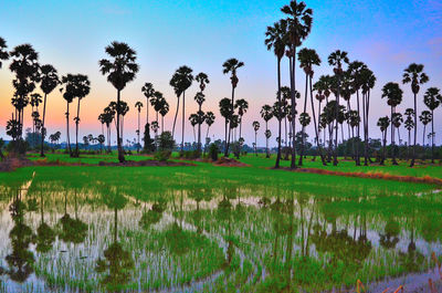 Scenic view of palm trees on field against sky