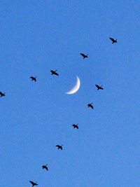 Low angle view of birds flying in the sky