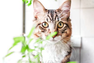 Close-up portrait of a cat