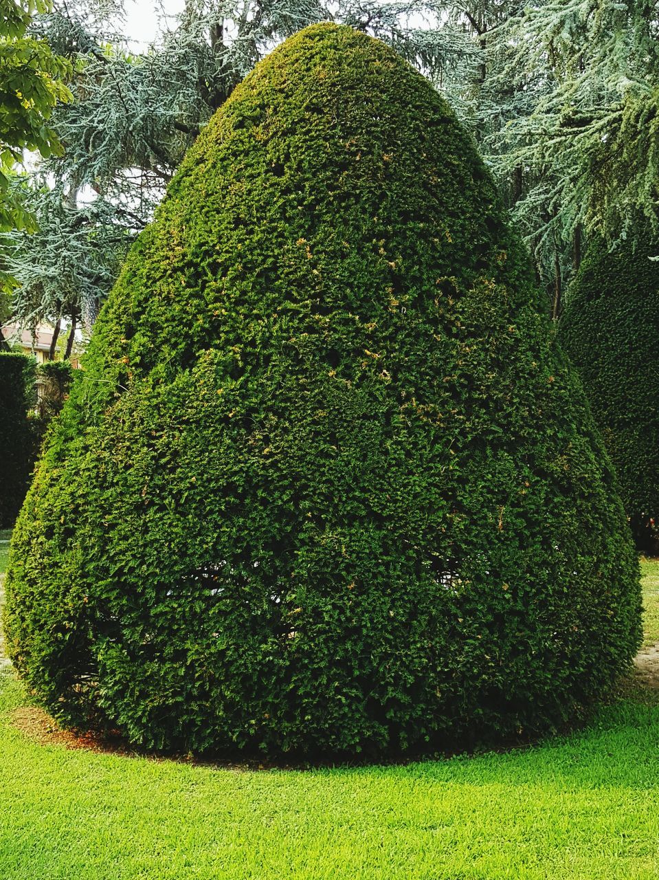 green color, growth, tree, nature, beauty in nature, green, grass, tranquility, close-up, day, plant, no people, sunlight, outdoors, freshness, field, moss, textured, growing, lush foliage