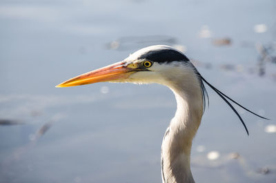 Close-up of gray heron against water