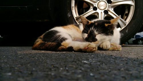 Cat sleeping in parking lot