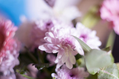 Close-up of pink flowers