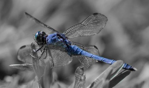 Close-up of insect on purple leaf