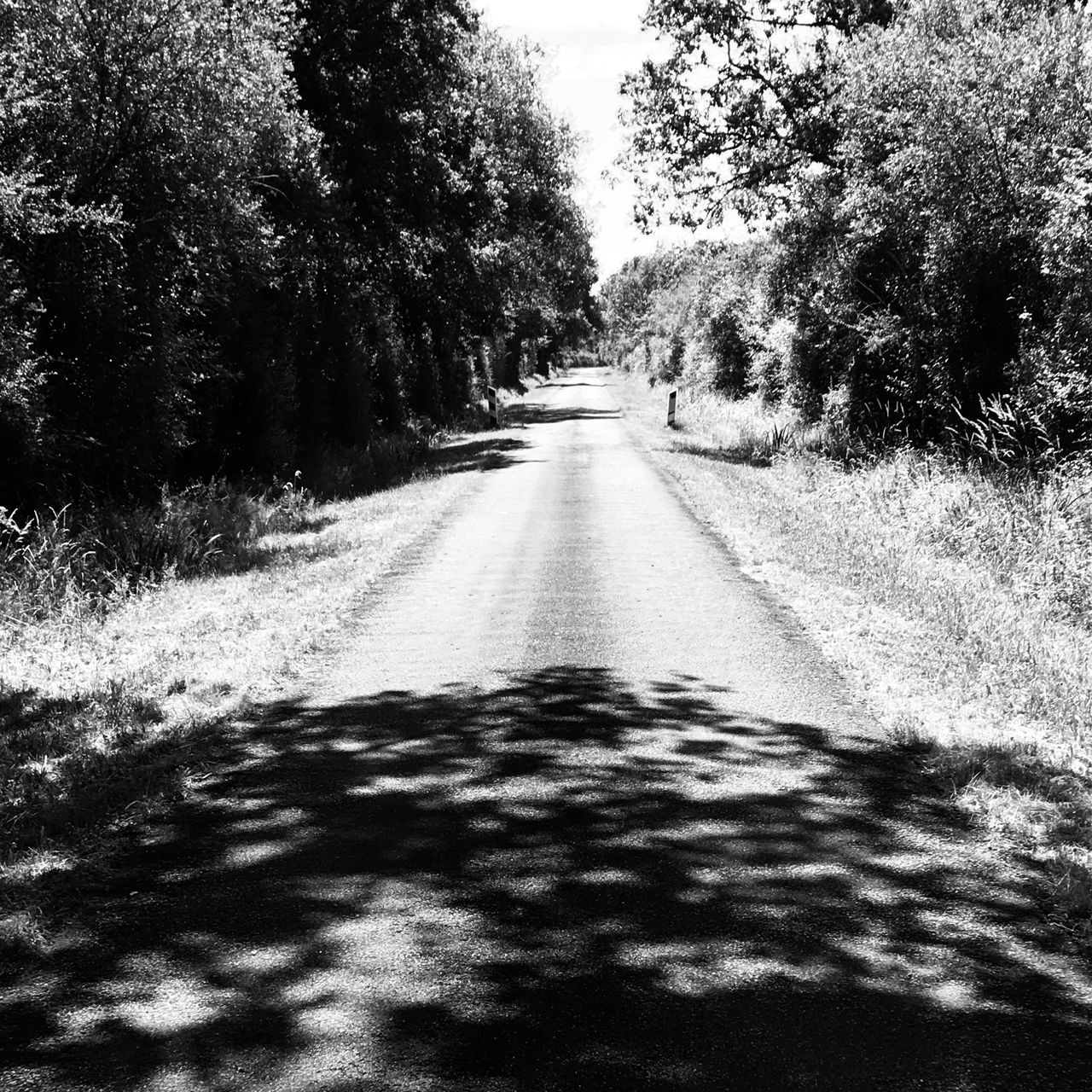 EMPTY ROAD AMIDST TREES AND PLANTS IN CITY