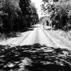 Empty road amidst trees in city