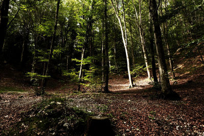 View of trees in forest