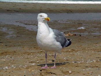 Close-up of seagull perching on shore