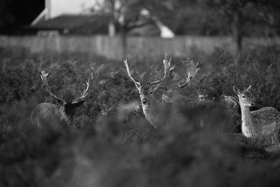 Deer in a field