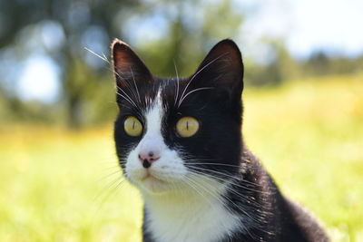 Close-up portrait of a cat