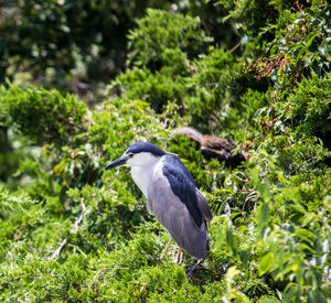 Gray heron perching on tree
