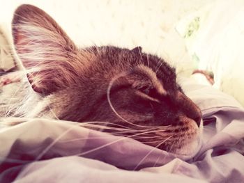 Close-up of cat sleeping on bed