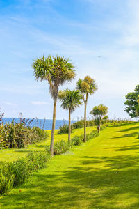 Scenic view of grassy field against sky