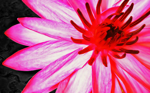 Close-up of pink flower