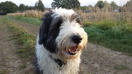 Portrait of a dog