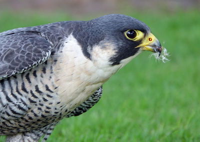 Close-up of a bird looking away