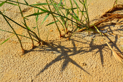 High angle view of tree shadow on sand
