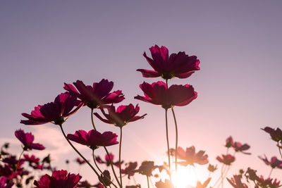 Low angle view of pink flower cosmos against sky