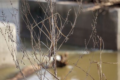 Close-up of dry plant