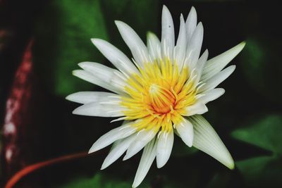 Close-up of white flower