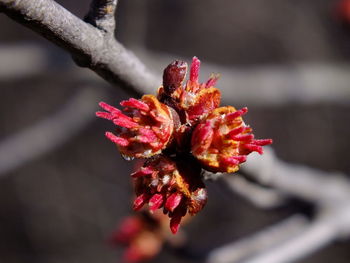 Close-up of red flower