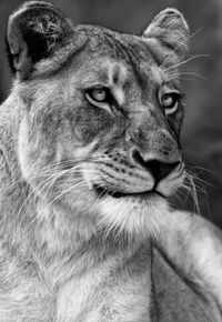 Close-up portrait of cat