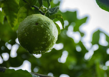 Close-up of fruits on tree