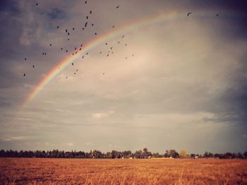 Flock of birds flying over landscape