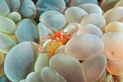 Full frame shot of shells