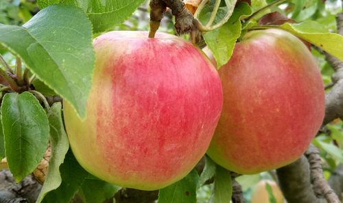 Close-up of fruits growing on tree