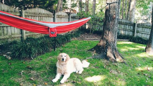 Dog sitting on field in yard