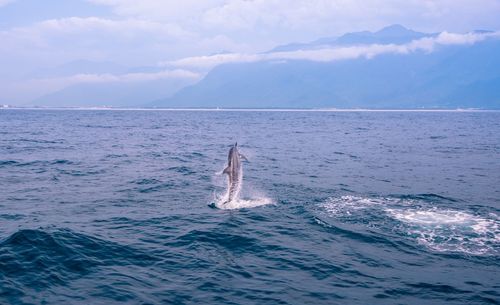 Dolphin jumping in calm blue sea