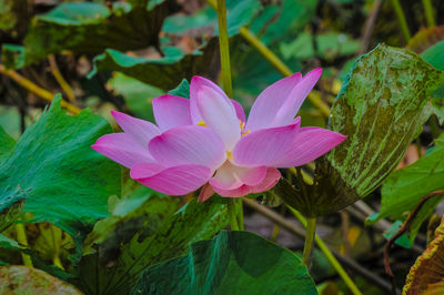 Close-up of pink water lily