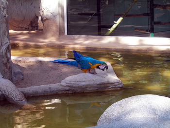 Close-up of bird perching on water