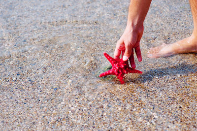 Low section of man picking starfish from sea on shore at beach