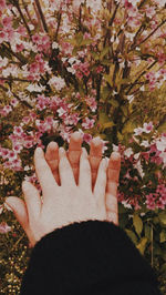 Close-up of human hand on cherry blossom