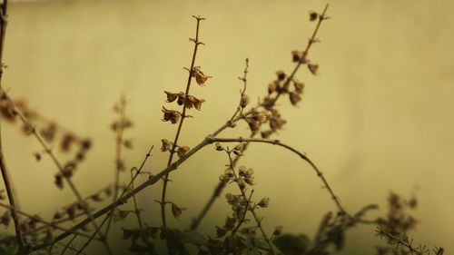 Close-up of lizard on plant against sky