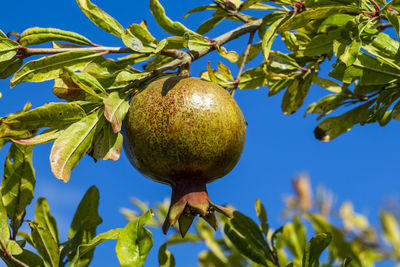 Close-up of fruits growing on tree against sky