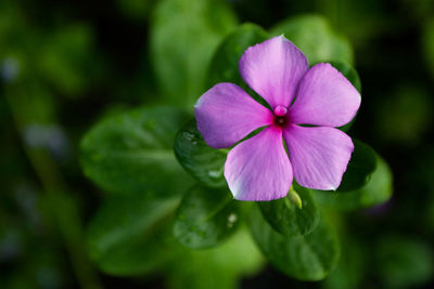 Close-up of pink flowering plant